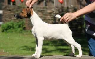 Гладкошерстные породы собак: список пород с фото и описанием