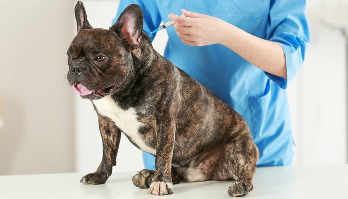 Чума плотоядных у собак: симптомы и лечение, фото в первый день
