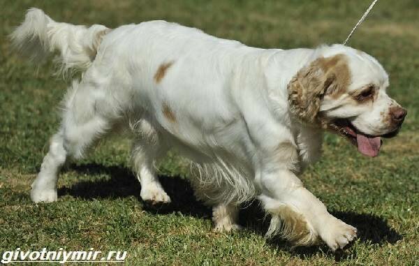 Кламбер-спаниель-собака-Описание-особенности-уход-и-цена-кламбер-спаниеля-1
