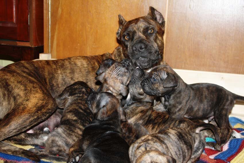 Мама с щенками