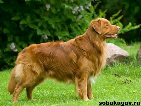 Новошотландский-ретривер-собака-Описание-уход-и-цена-породы-5
