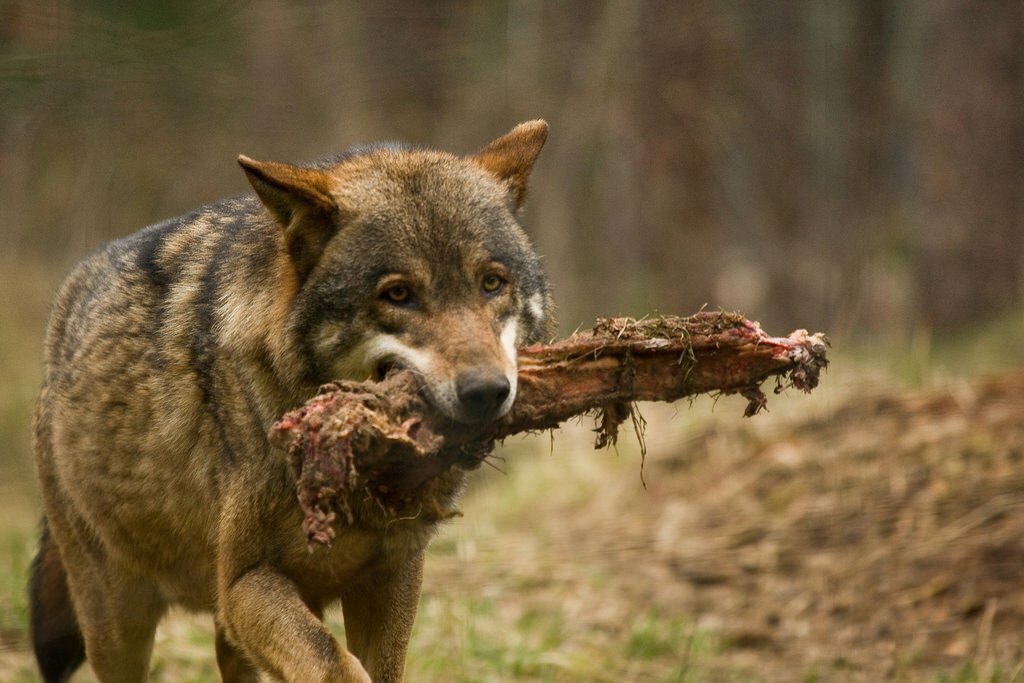 Основная пища как у волков — мясо 