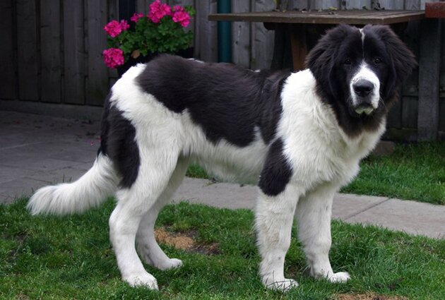 Ландсир — крупная и сильная собака, относящаяся к молоссам