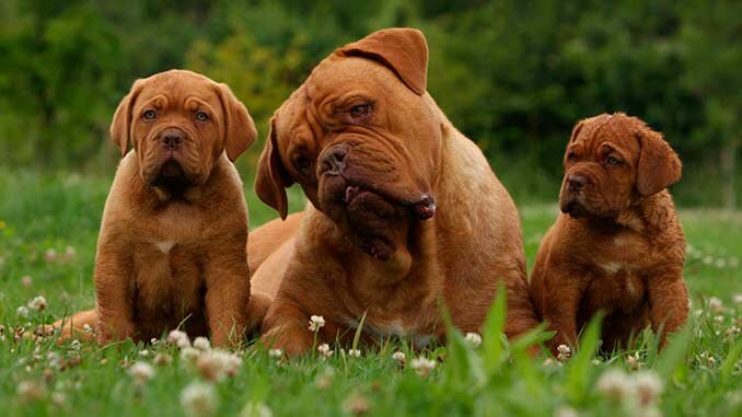 бордоский дог фото со щенками