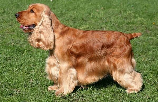 Кламбер-спаниель-собака-Описание-особенности-виды-уход-и-цена-породы-11