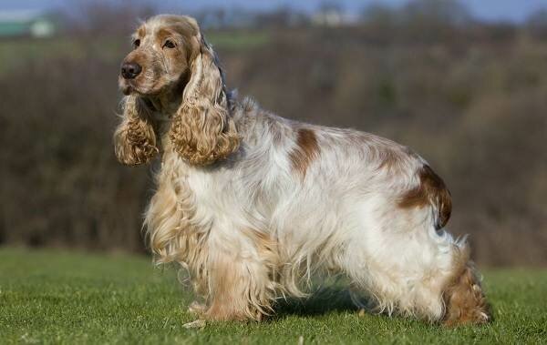 Кламбер-спаниель-собака-Описание-особенности-виды-уход-и-цена-породы-12