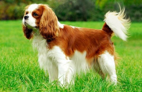 Кламбер-спаниель-собака-Описание-особенности-виды-уход-и-цена-породы-15