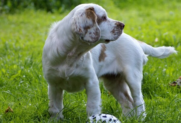 Кламбер-спаниель-собака-Описание-особенности-виды-уход-и-цена-породы-28