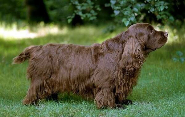 Кламбер-спаниель-собака-Описание-особенности-виды-уход-и-цена-породы-9