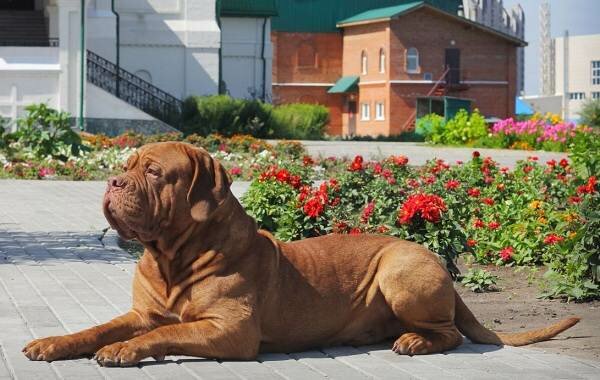 Бордосский-дог-собака-Описание-особенности-характер-уход-и-цена-породы-11