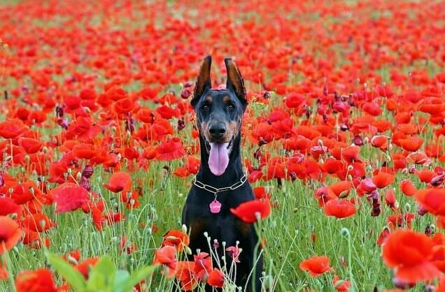 Доберман-пинчер на фоне красных цветов