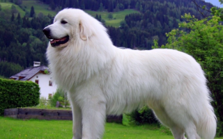 Пиренейский мастиф: как выглядит питомец на фото, описание породы, продолжительность жизни и здоровье собак