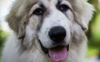 Пиренейская горная собака: белоснежный друг и надежный охранник