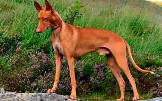 Характеристика собак Чирнеко дель Этна: особенности сицилийской борзой породы