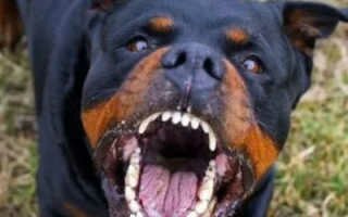 Самые опасные собаки: породы, которые требуют большой ответственности