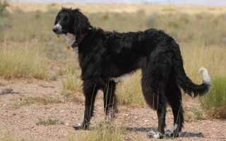 Тайган (киргизская борзая) — фото и описание породы собак