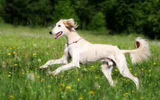 Салюки: фото собаки, описание породы, цена щенков и уход
