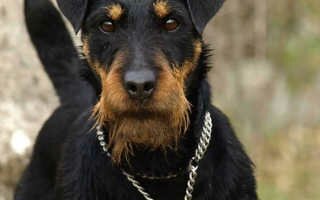 Немецкий ягдтерьер – сильная и преданная охотничья собака