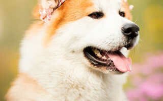 Акита-ину – аристократическая порода собак из Японии