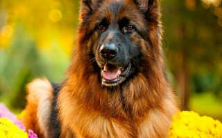 Сторожевые собаки: особенности и характеристика