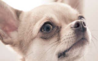 Описание и фото чихуахуа – самой маленькой собаки в мире
