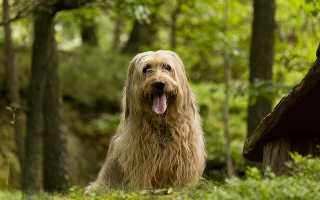 Порода бриар: фото собак и описание