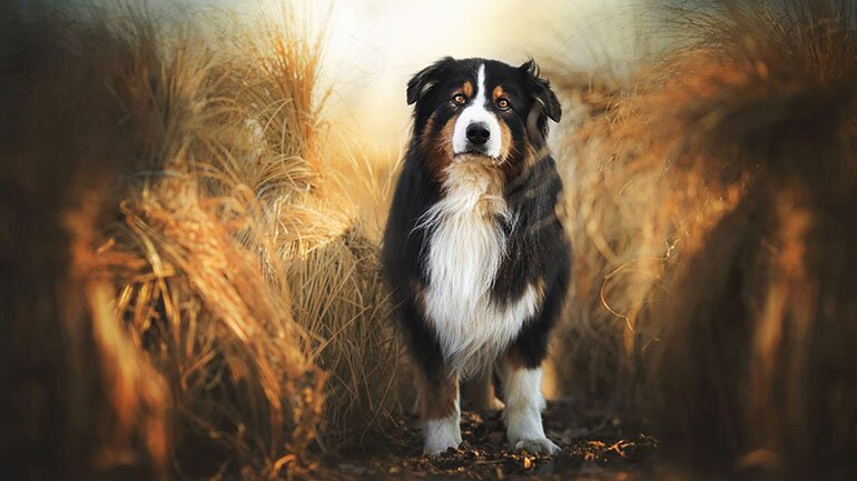 berner-sennenhund-lawn-pets-sennenhund-hdr-besthqwallpapers.com-1920x1080-1.jpg