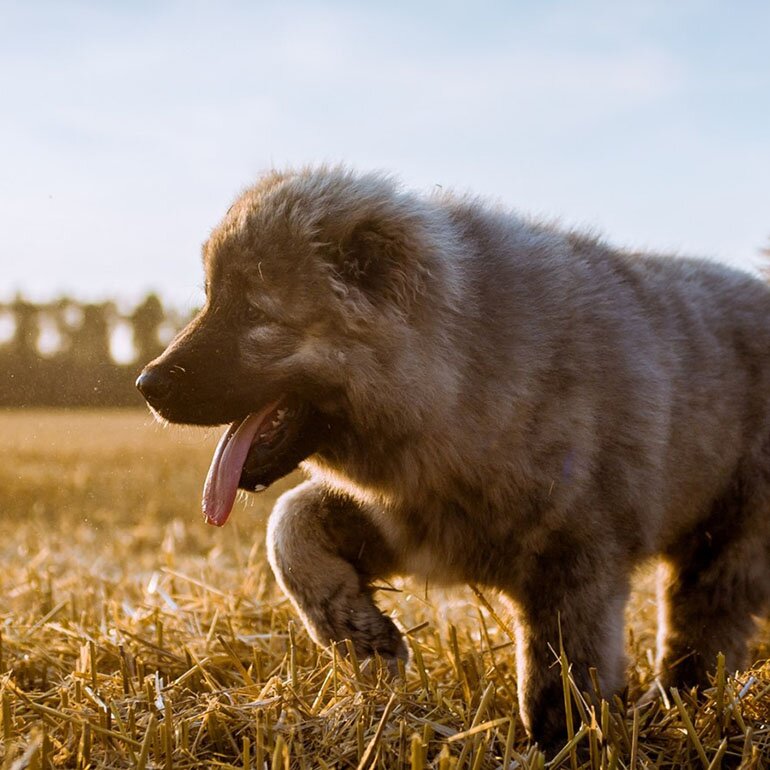 https://sobachulki.ru/wp-content/uploads/2020/02/caucasian-shepherd-dog-small-puppy-furry-dog-green-grass-puppies-besthqwallpapers.com-1600x900-1.jpg