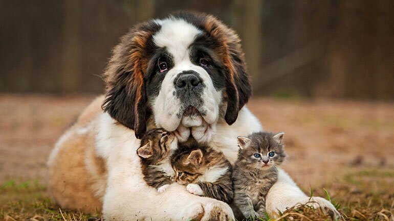 saint-bernard-puppy-little-gray-kittens-friendship-concepts-cat-and-dog-besthqwallpapers.com-1920x1080-1.jpg