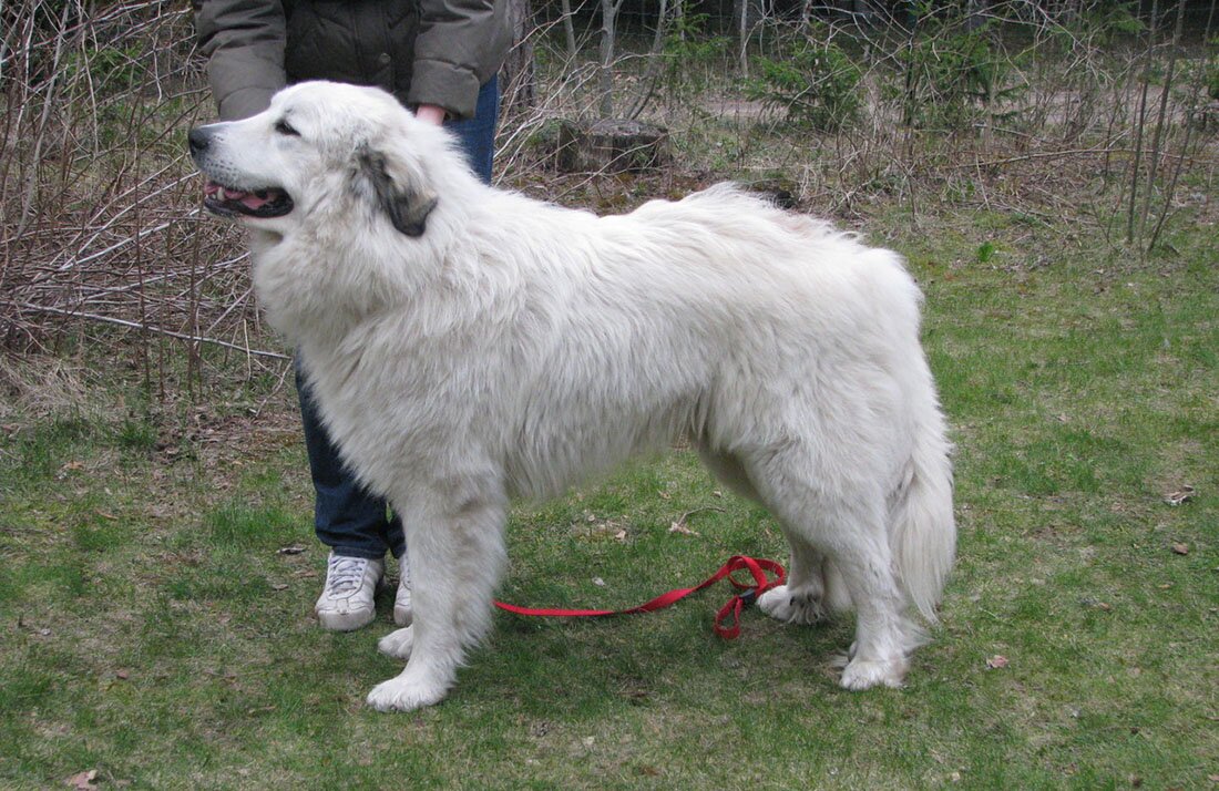 Пиренейская горная собака