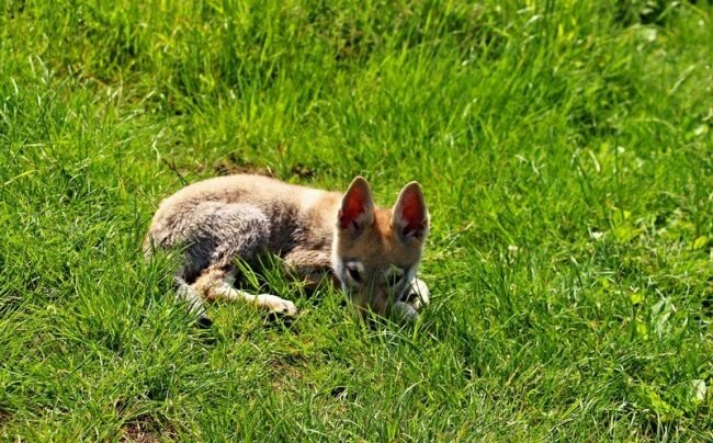 Щенок чехословацкой волчьей собаки похож на маленького волчонка