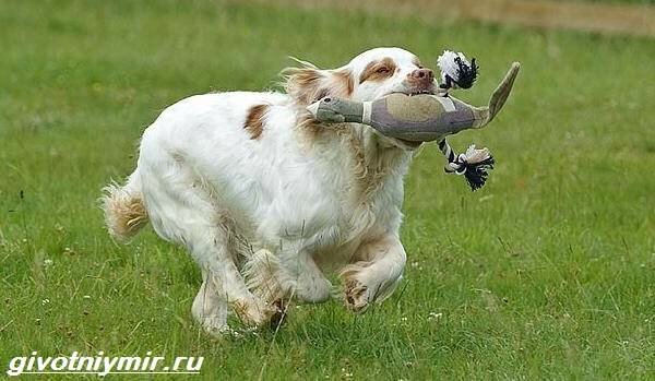 Кламбер-спаниель-собака-Описание-особенности-уход-и-цена-кламбер-спаниеля-4